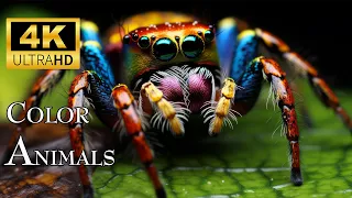 Amazing Colors of Nature in 4K HDR 60fps - Tropical Animals and Peaceful Relaxing Music