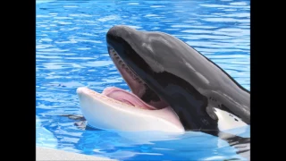 Tilikum's Last Splash - A Tribute