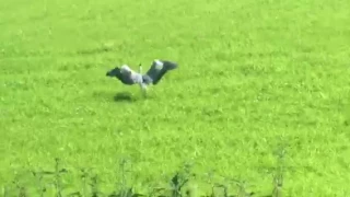 Heron VS Weasel