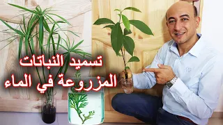 طرق تسميد النباتات المنزلية المزروعة بالماء