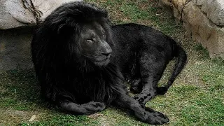 दुनिया के 10 सबसे अनोखे शेर 10 Most Unique Lions in the World