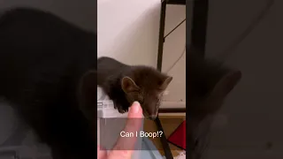 boop discussion with Buddy the sable