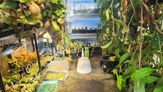 How much light can nepenthes take??
