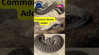australias 10 most dangerous snakes