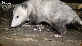 An American opossum:  Up close and very, VERY personal