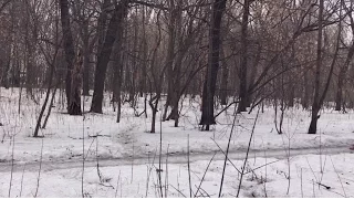 В лесу поджидает опасность