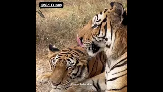 Tiger forced to do tricks her whole life is thrilled to scratch on a tree for the first time 🧡