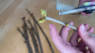 Propagate Lilacs from Cuttings