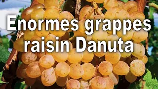Vignes, Enormes grappes de raisin Danuta