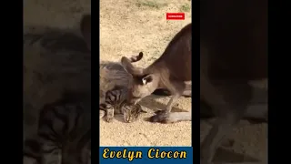 Gentle Kangaroo And Cat Playing Bestfriend! ||#shorts