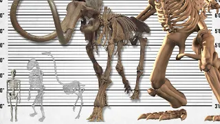 Skeleton Size Comparison