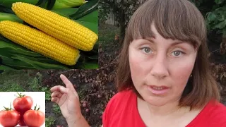 ГРІМ ДОЩ, А Я ЗБИРАЮ ВРОЖАЙ 🍅🌽🥒