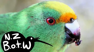 Orange-fronted parakeet - New Zealand Bird of the Week