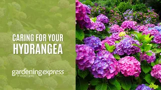 Introduction to Hydrangea Care - Gardening Express