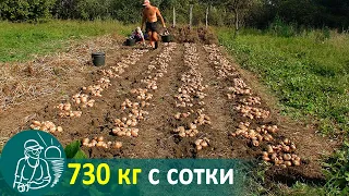 Growing Potatoes with a Slope without Hilling 🚀 Potato Cultivation According to Gordeev’s Technology