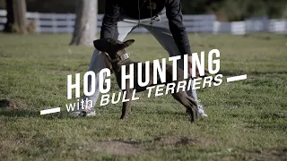 HUNTING HOGS WITH BULL TERRIERS