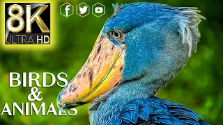 The Greatest BIRD & ANIMALS Collection 8K ULTRA HD • Nature Sound Relaxing Music with Birds Chirping