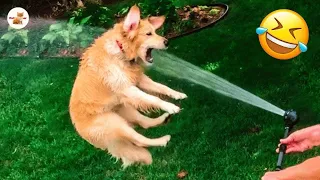 Funny Dogs And Cats Videos 2023 😅👌 - Best Animal Videos Of The Month 😄 #20