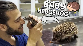 ABONDONED BABY HEDGEHOG! (Smaller Than A Finger!)