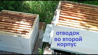 #Пчёлы. Делаем отводок во втором корпусе  ППУ для получения свищевых маток на цветение акации.