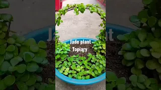 jade plant Topiary #jadeplant #jadeplanttopiary #jadeplantshorts #jadeplantvideo