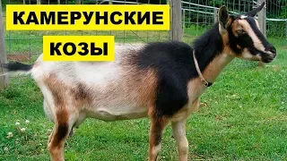 Разведение Камерунской породы коз как бизнес идея | Камерунские козы