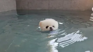 Dropping a puppy into the pool without a life jacket