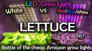 White LED vs Red Blue White LED Grow Test w/Time Lapse - Lettuce Ep.1