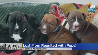 Lost Mom Reunited With Puppies