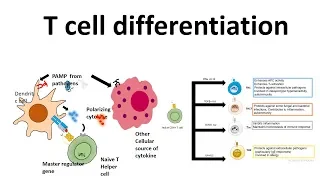 T cell  differentiation (role of cytokines in T cell differentiation)
