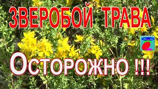 Зверобой трава. Свойства, применение, польза и вред, противопоказания.