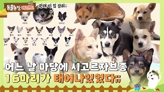 [TV 동물농장 레전드] 어느 날 마당에 강아지 16마리가 태어났다!? 어쩌다 역대급 시고르자브종 대가족!😲 I TV동물농장 (Animal Farm) | SBS Story