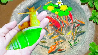 Catching Fancy Miniature Ornamental Snails, Aquarium Fish, Ali Fish, Neon Fish, Guppies, Betta Fish