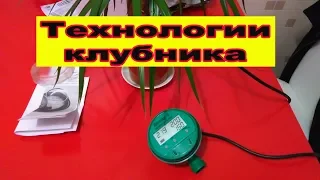 Технологии. Клубника.