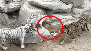 The Labrador fell into the tigers' cage. What happened is simply terrible!