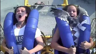 Watch: Seagull Hits Teen In The Face As She Rides Roller Coaster