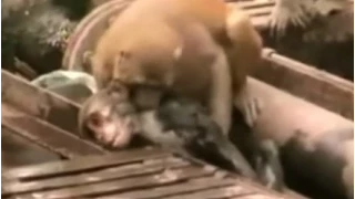 Monkey saving life of another electrocuted monkey - Amazing Animals