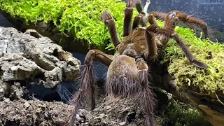 Theraphosa stirmi, Breeding the TITANS