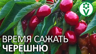 ПОСАДИТЕ ЧЕРЕШНЮ ТАК ДЛЯ БОЛЬШОГО УРОЖАЯ! Схема посадки черешни, вишни, черевишни