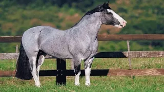 HISTÓRIA DO CAVALO CRIOULO. resumo.