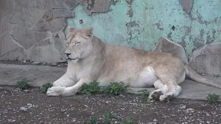 Львица и львята! Тайган. Lioness and lion cubs in Crimea