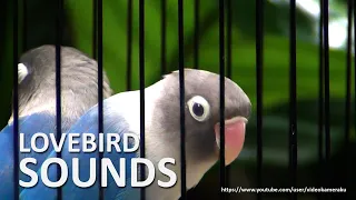 Lovebird Chirping Sounds 2 Hours - Blue Black Masked Lovebird