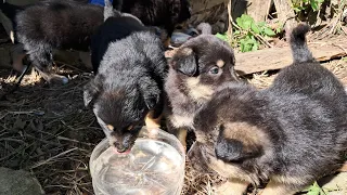 Цуценята виживають в закинутому будинку. Продовження історії