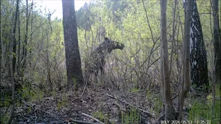 Вот кому болото по колено! Лоси