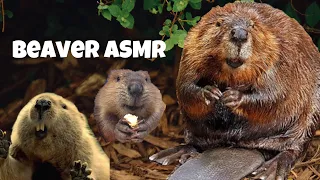 Rescued Beaver's Crunchy ASMR 🦫 Red Wolf Sanctuary