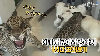 먹이 때문에 서열1위 강아지를 공격한 아기 재규어?! 아기 재규어와 강아지 모아보기🐶🐆 | 마지막화까지 풀버전 | KBS 주주클럽 2003 방송