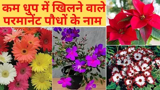 इन पौधों को लगाएं जो कम धुप या छाया में भी खिलते है | Permanent flower plant for low sunlight