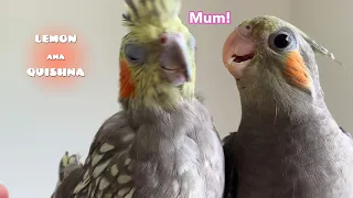 Cockatiel's Reaction Shocks me When The other Bird Calls Her Mum