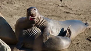 Elephants Seals - San Simeon - California