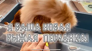 Мыши песчанки в домашних условиях | мыши песчанки уход и содержание